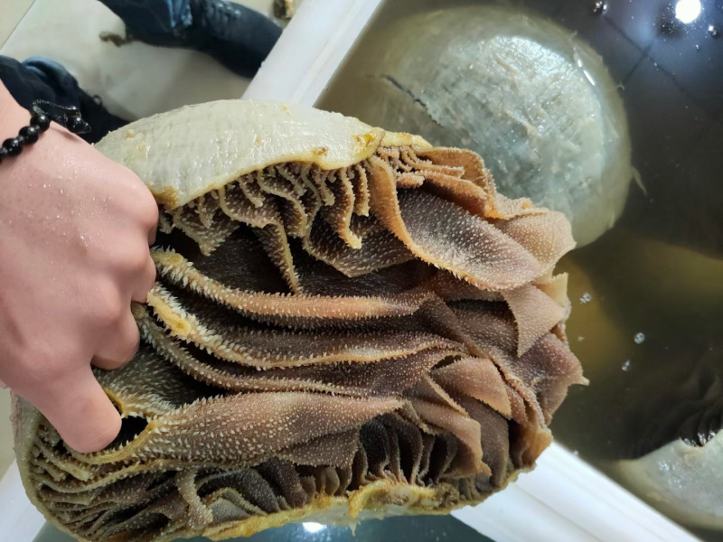 大叶片毛肚个子/大叶毛肚/厂家直发/常年供应/质量保证