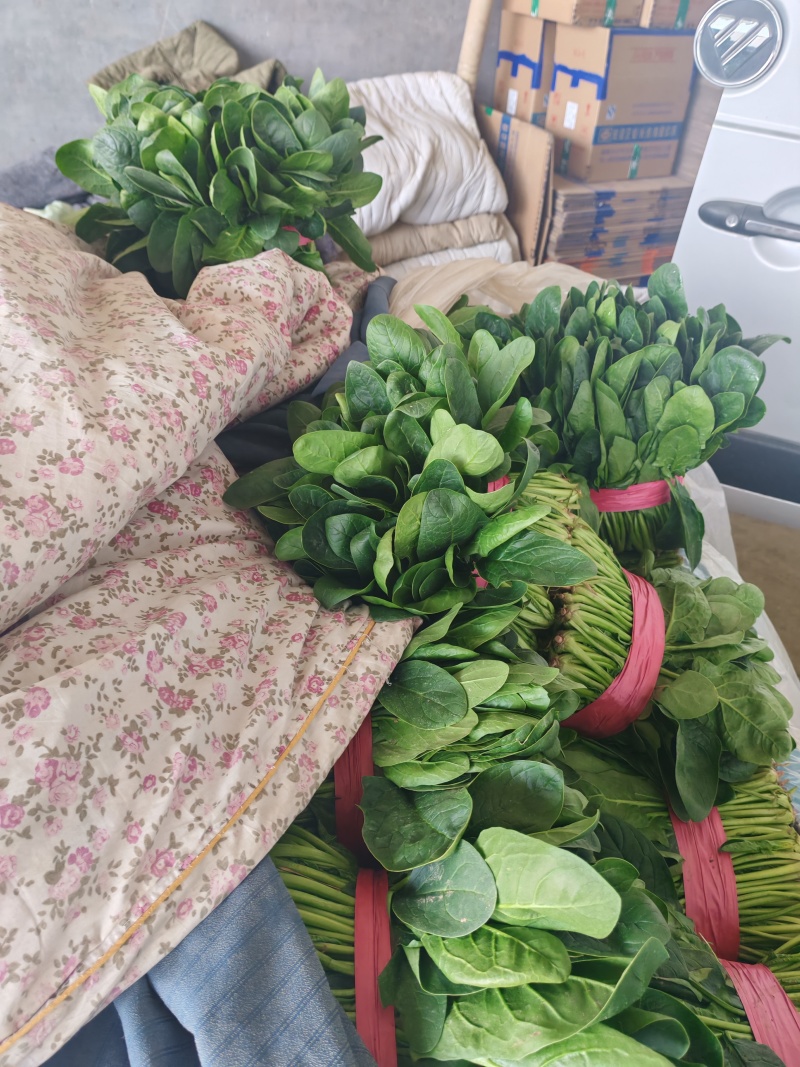 山东省聊城市东昌府区沙镇菠菜产地直供一手货源大量有货