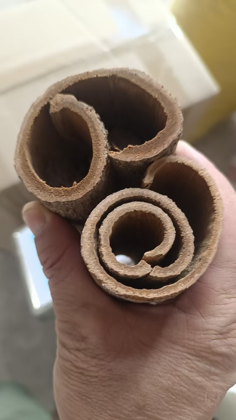 紫油桂，老树桂皮，油贵