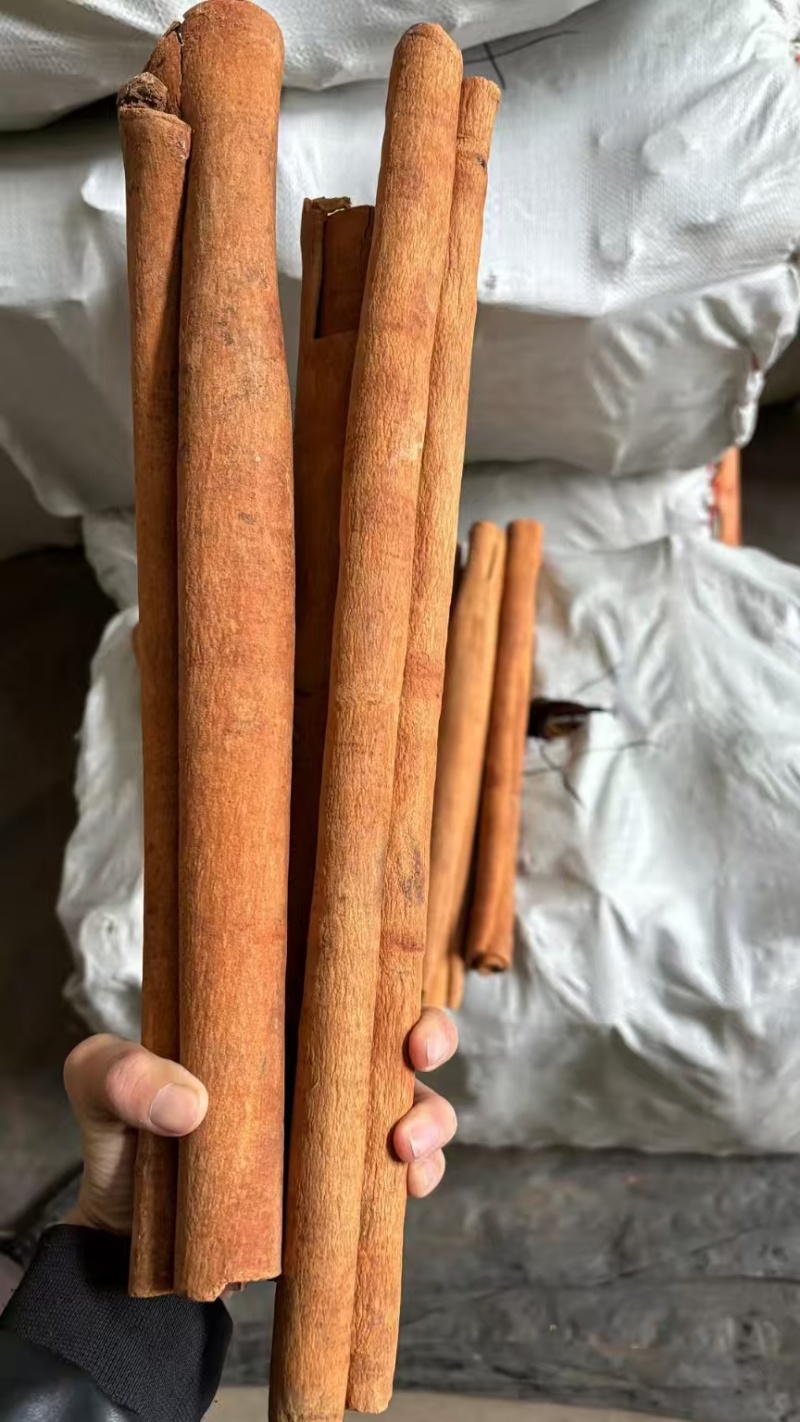 紫油桂，老树桂皮，油贵
