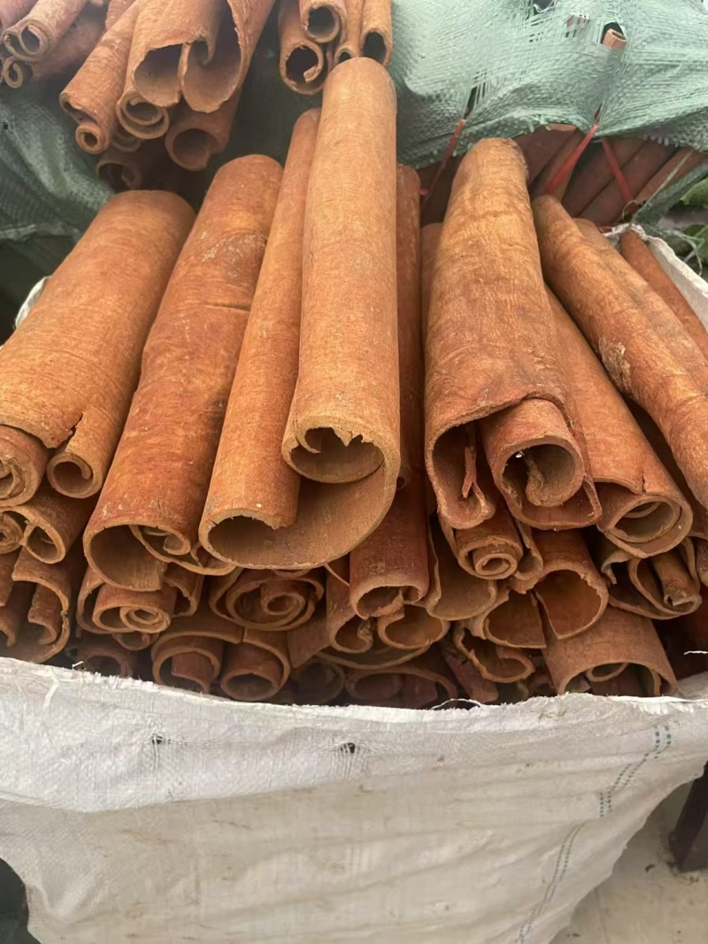 紫油桂，老树桂皮，油贵