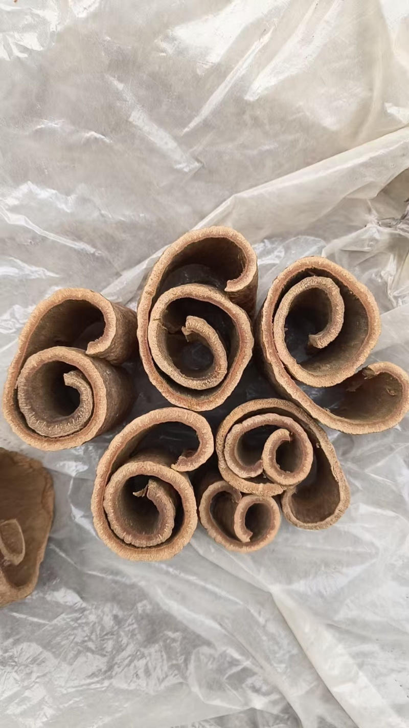 紫油桂，老树桂皮，油贵