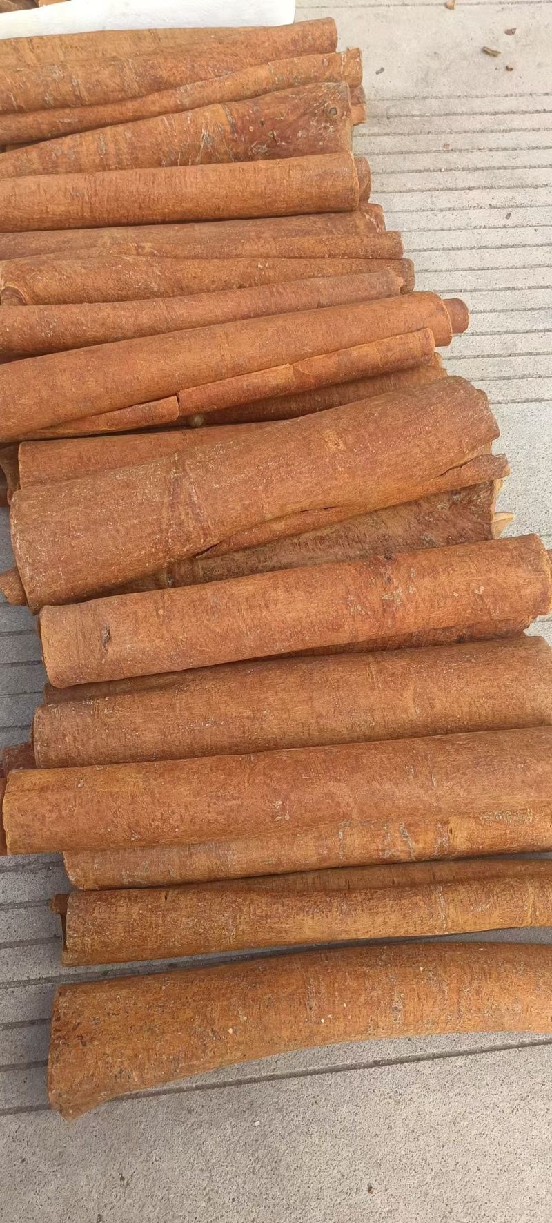 紫油桂，老树桂皮，油贵