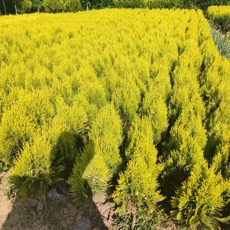 洒金柏