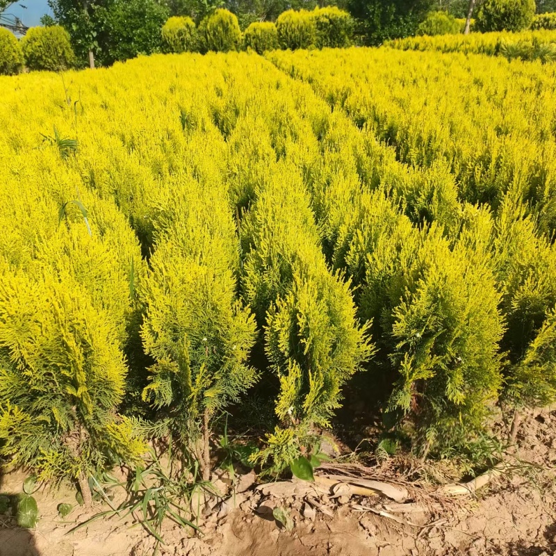 洒金柏