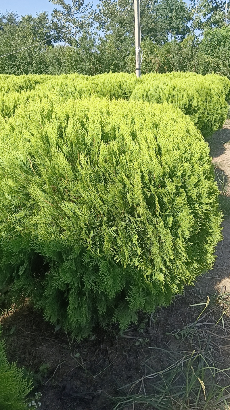 洒金柏