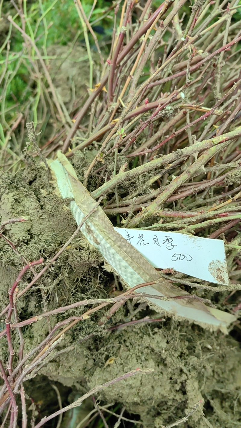 本基地常年供应各种月季，绿化苗，工程苗，各种乔木