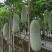 冬瓜种子泸好绿翠毛节瓜新品种瓜形美观肉厚嫩绿味清甜