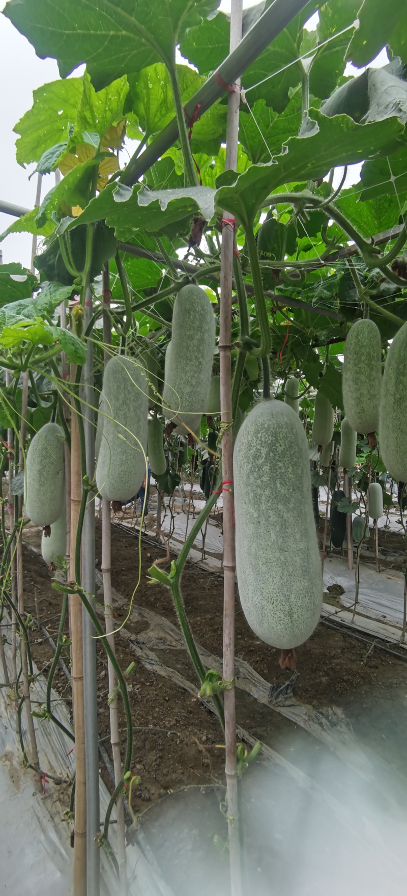 冬瓜种子泸好绿翠毛节瓜新品种瓜形美观肉厚嫩绿味清甜