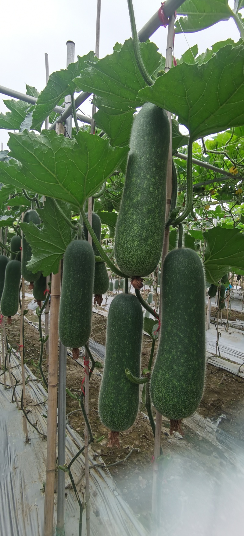冬瓜种子泸好绿翠毛节瓜新品种瓜形美观肉厚嫩绿味清甜