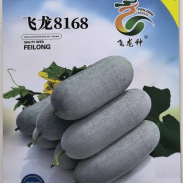冬瓜种子飞龙8168白皮小冬瓜瓜形顺直整齐肉厚霜多