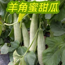 博洋羊角蜜甜瓜0.5斤以上山东莘县万亩甜瓜基地专业代办