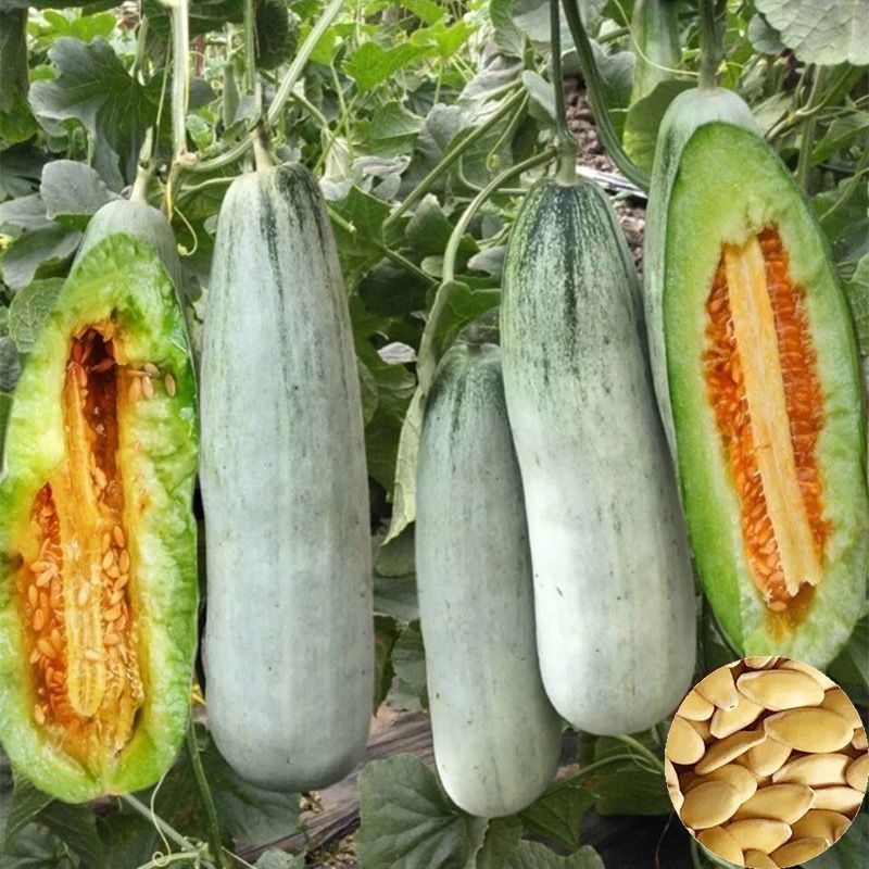博洋羊角蜜甜瓜0.5斤以上山东莘县万亩甜瓜基地专业代办