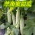 博洋羊角蜜甜瓜0.5斤以上山东莘县万亩甜瓜基地专业代办