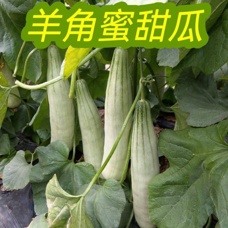 博洋羊角蜜甜瓜0.5斤以上山东莘县万亩甜瓜基地专业代办