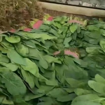 杆菠菜