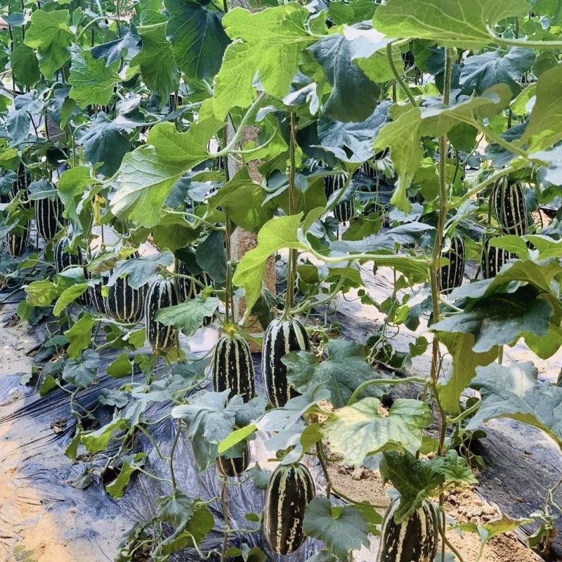 博洋9号甜瓜，山东甜瓜品种多规格齐全，对接各大电商市场等