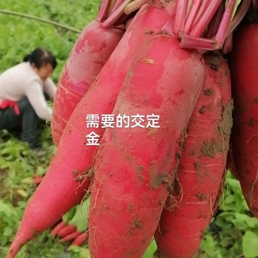 红皮水萝卜无空心真诚合作