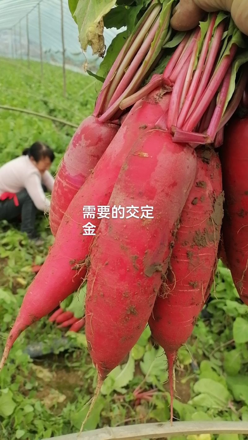 红皮水萝卜无空心真诚合作