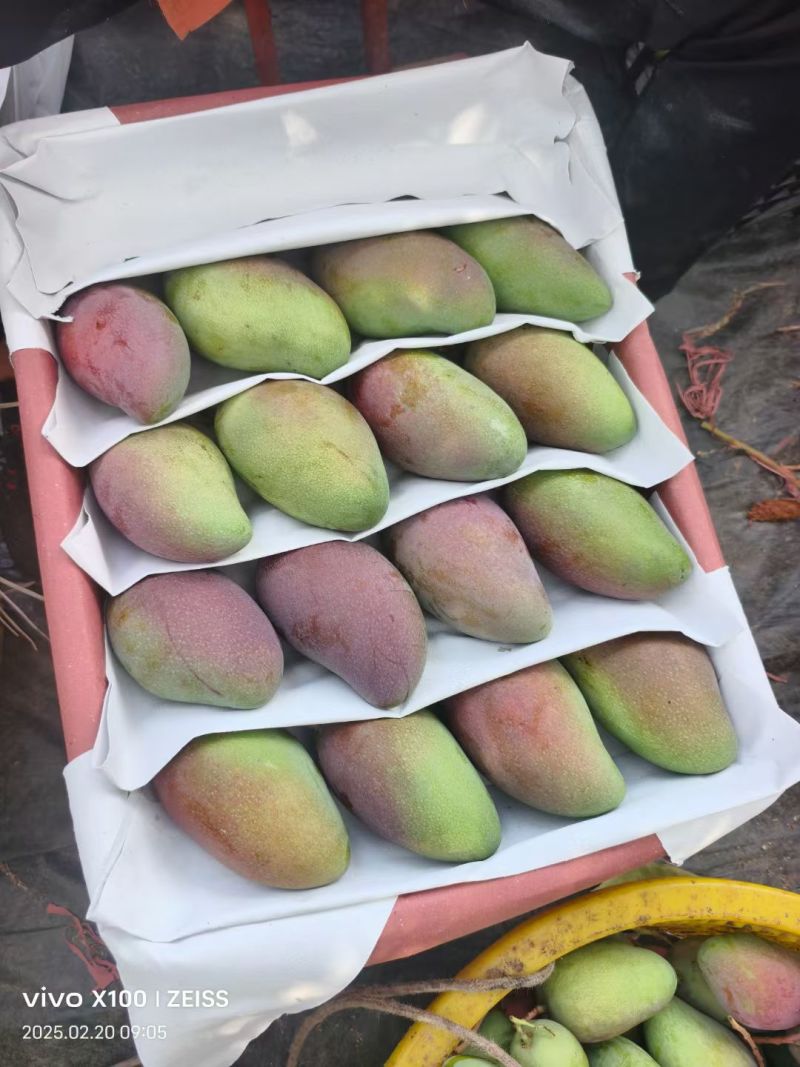 海南贵妃芒大量上市产地直发对接各大渠道，价格便宜