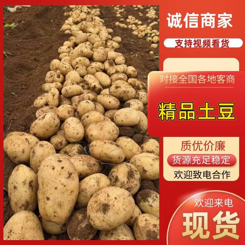 广西土豆大量上市直供商超平台外贸市场食堂淀粉薯