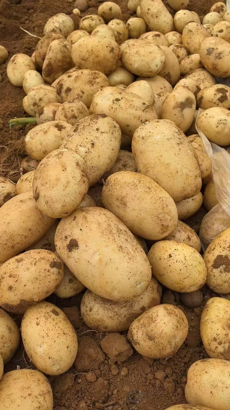 广西土豆大量上市直供商超平台外贸市场食堂淀粉薯