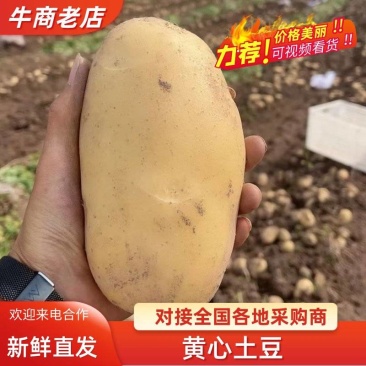 优质黄皮黄心土豆沃土实验一接受市场电商平台外贸食堂