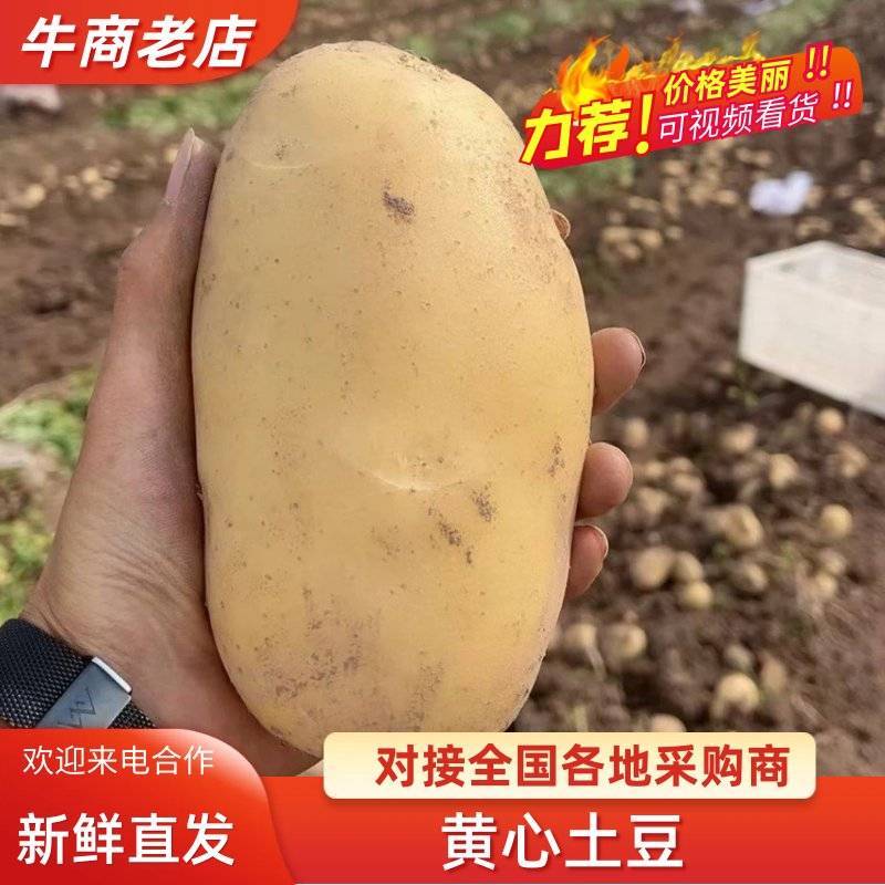 优质黄皮黄心土豆沃土实验一接受市场电商平台外贸食堂