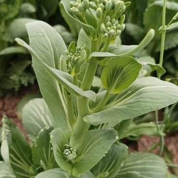 油菜苔