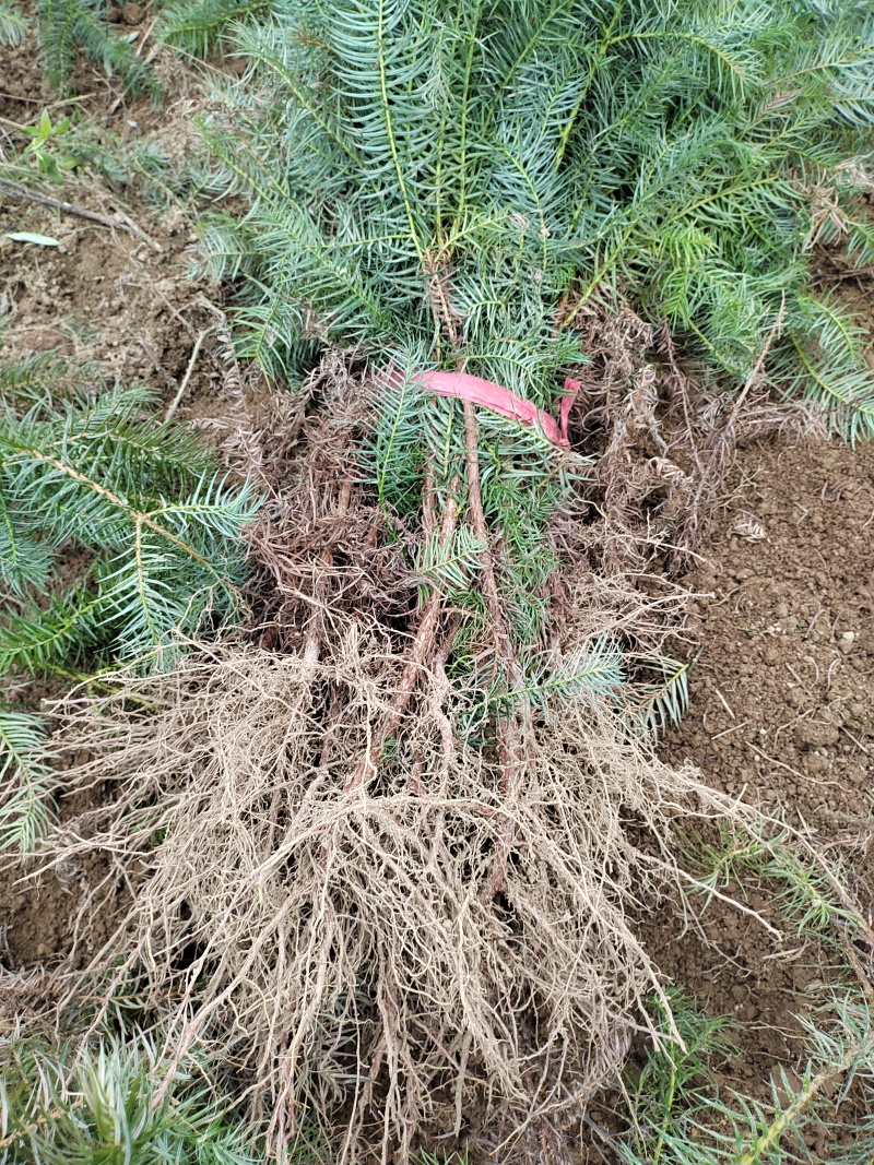 【推荐】湖北刺杉苗一手货源成活率高量大价优