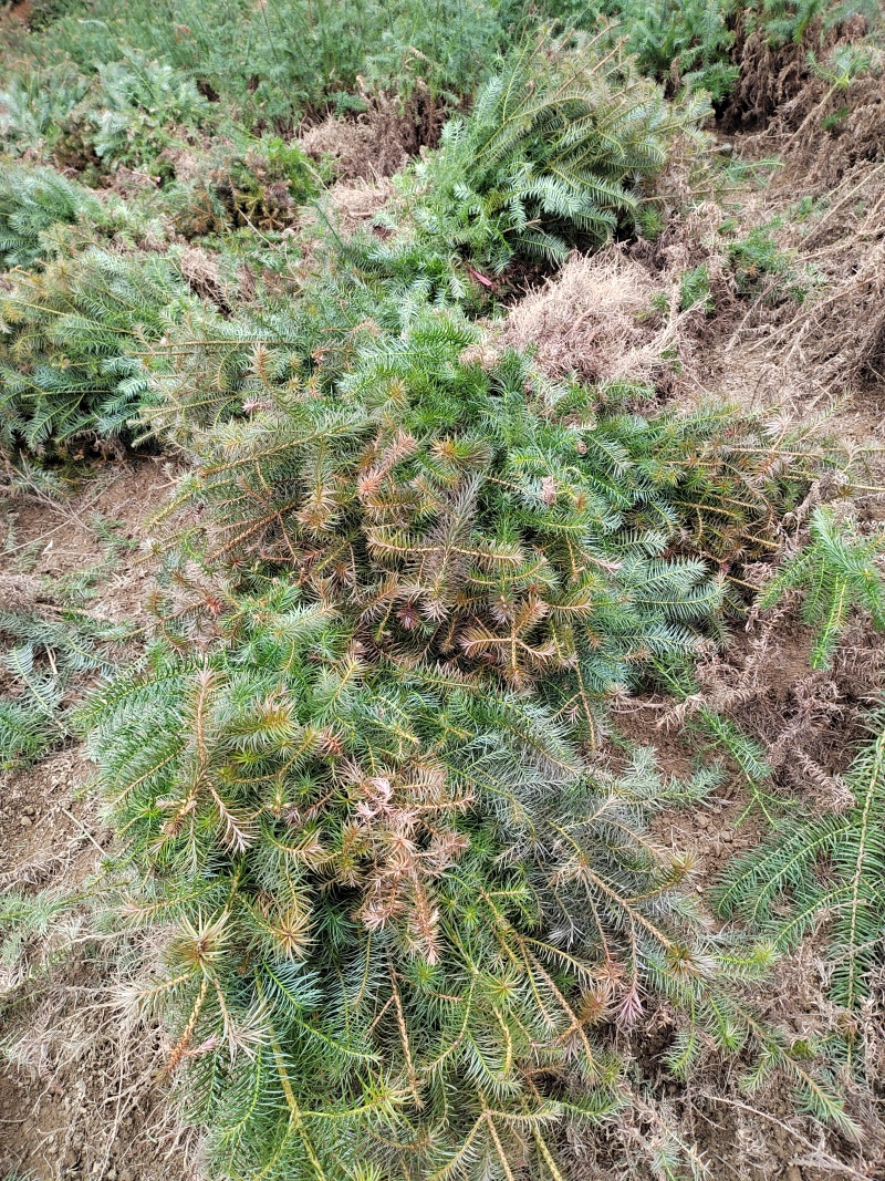 【推荐】湖北刺杉苗一手货源成活率高量大价优