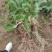 【推荐】湖北刺杉苗一手货源成活率高量大价优