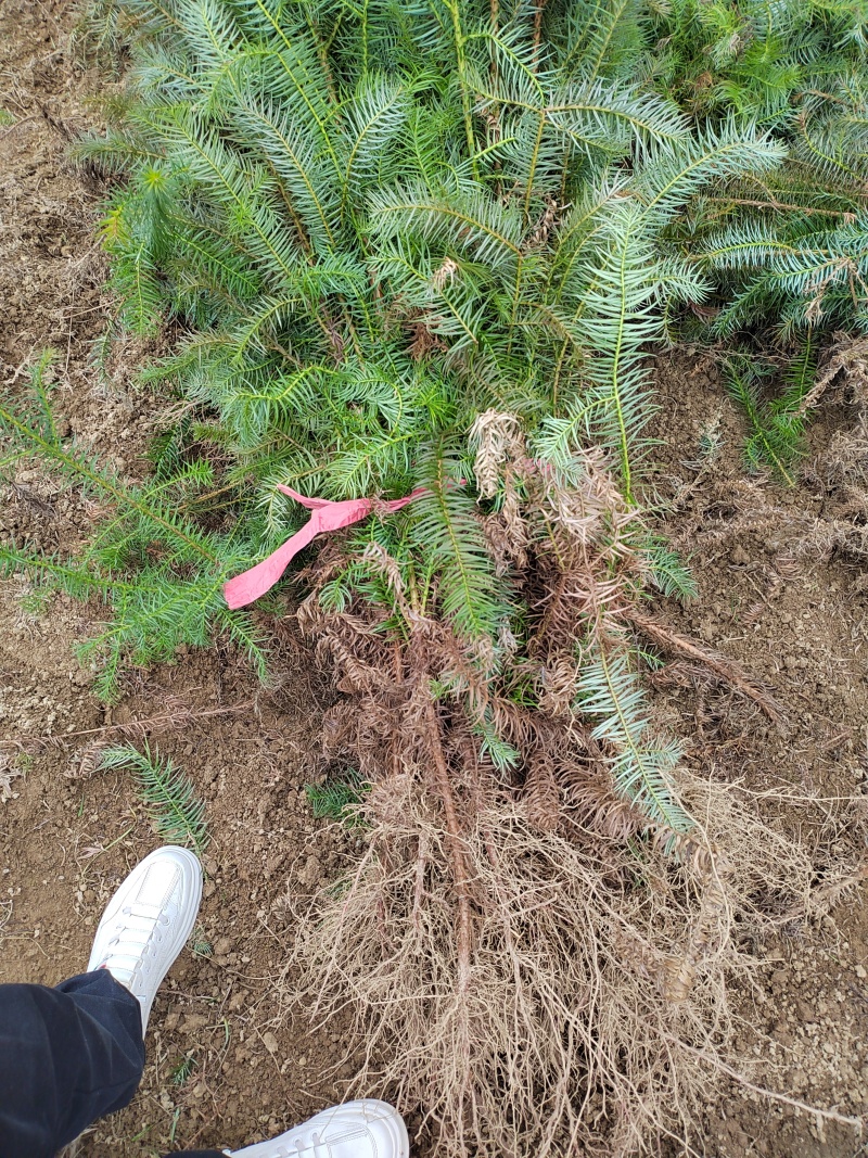 【推荐】湖北刺杉苗一手货源成活率高量大价优
