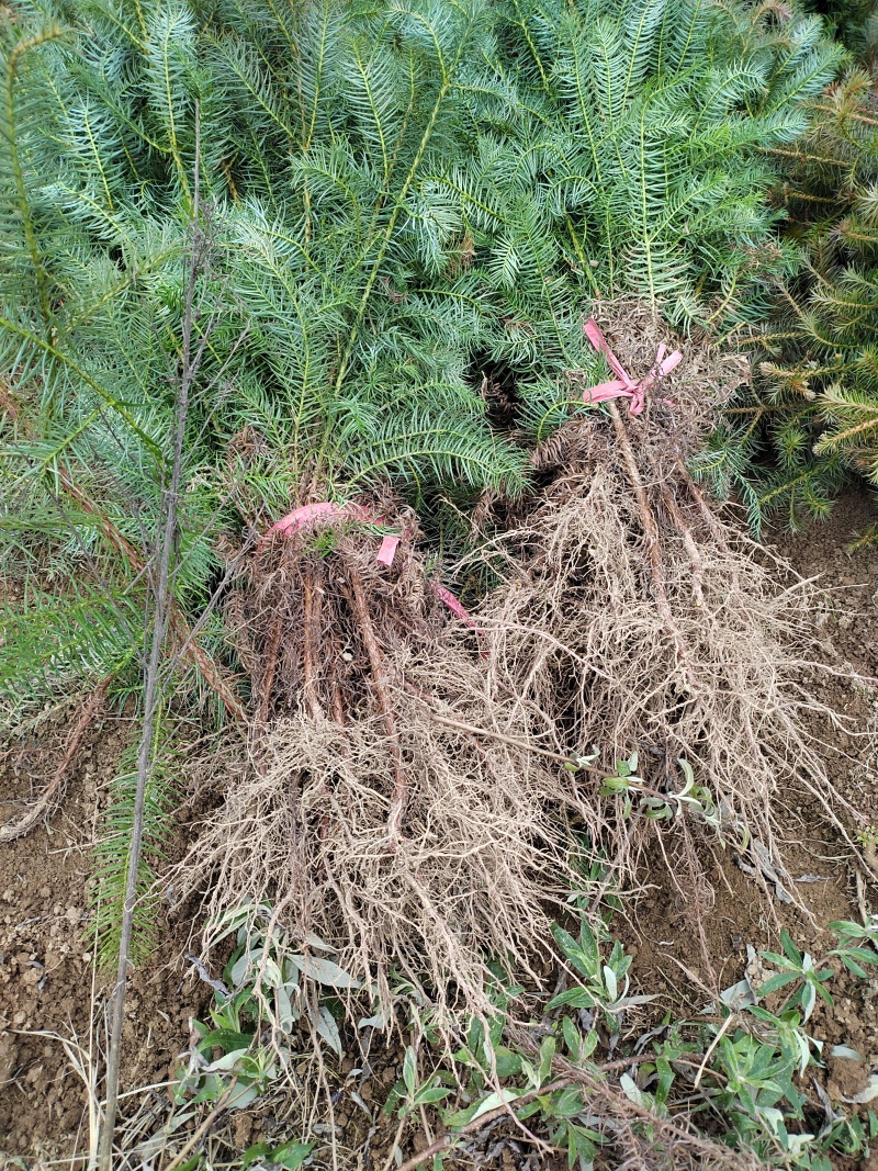 【推荐】湖北刺杉苗一手货源成活率高量大价优