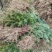 【推荐】湖北刺杉苗一手货源成活率高量大价优