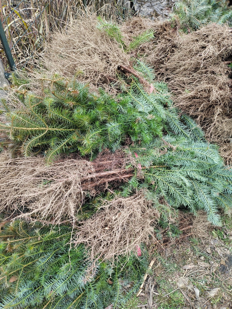 【推荐】湖北刺杉苗一手货源成活率高量大价优
