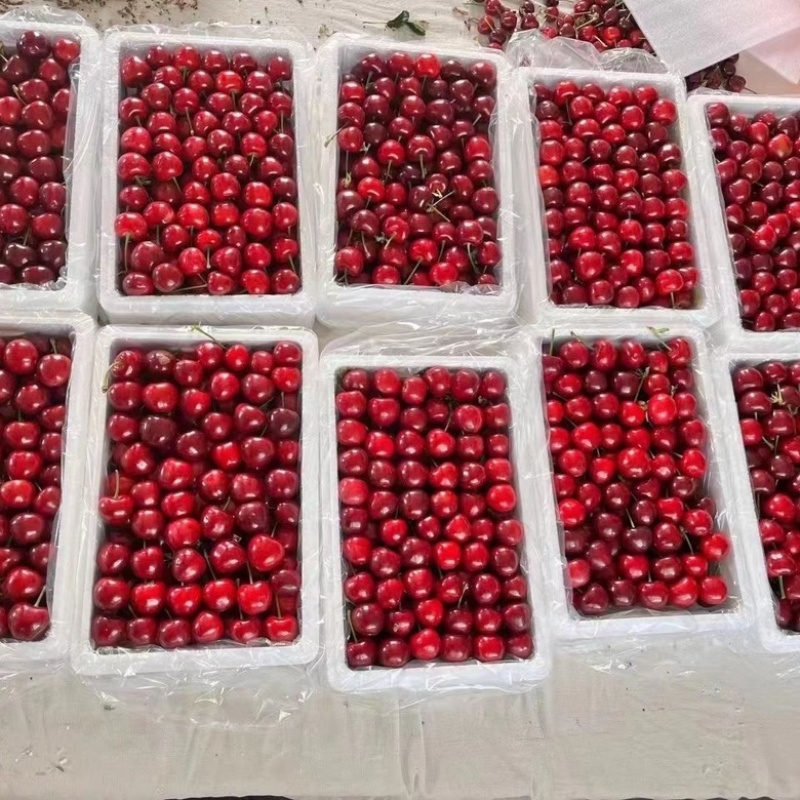 山东大樱桃，现摘现发一件代发，电商抖音（视频号）