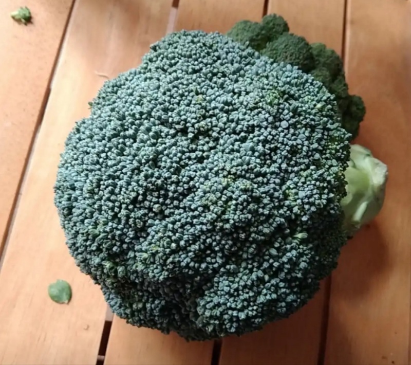 新鲜西蓝花，量大从优，山东发货