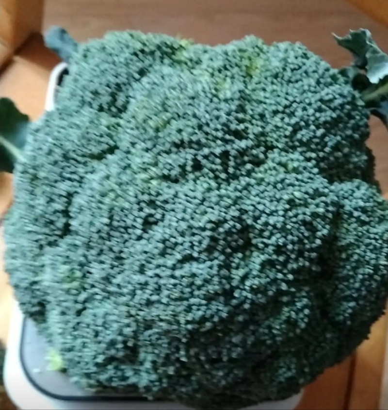 新鲜西蓝花，量大从优，山东发货