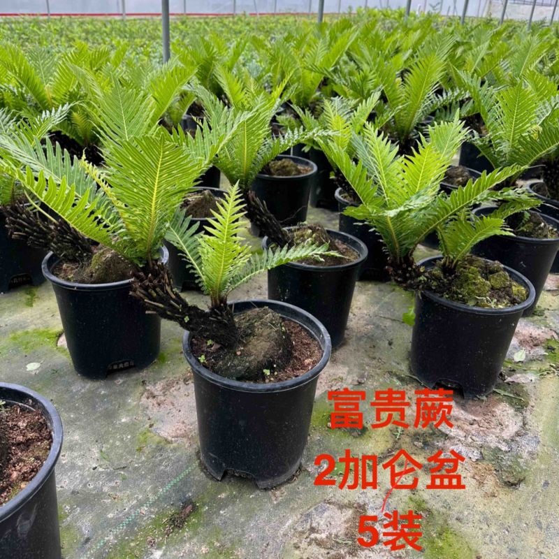 富贵蕨