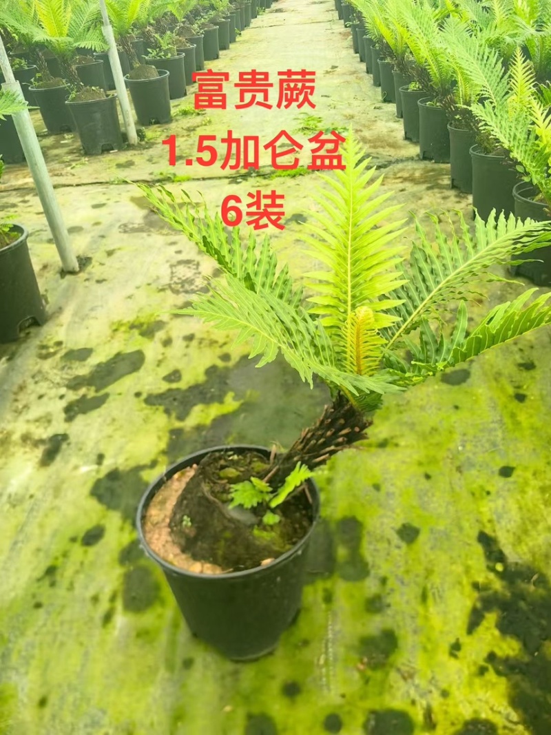 富贵蕨