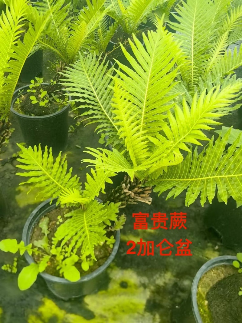 富贵蕨