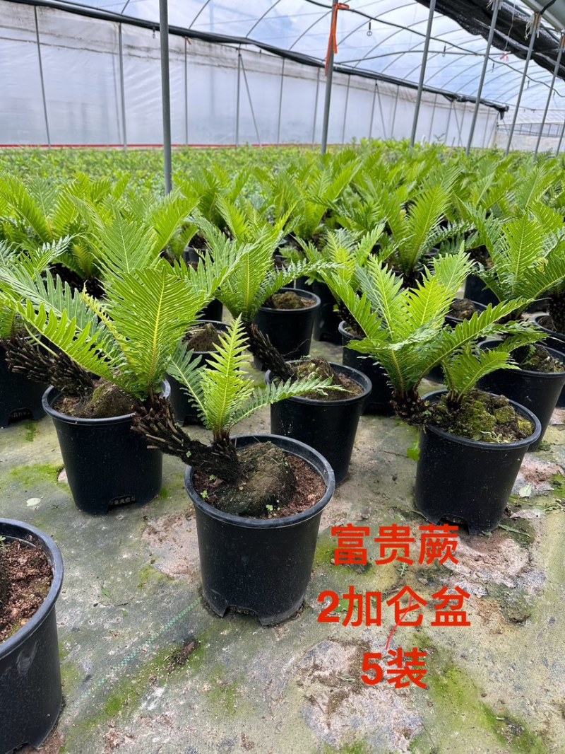 富贵蕨