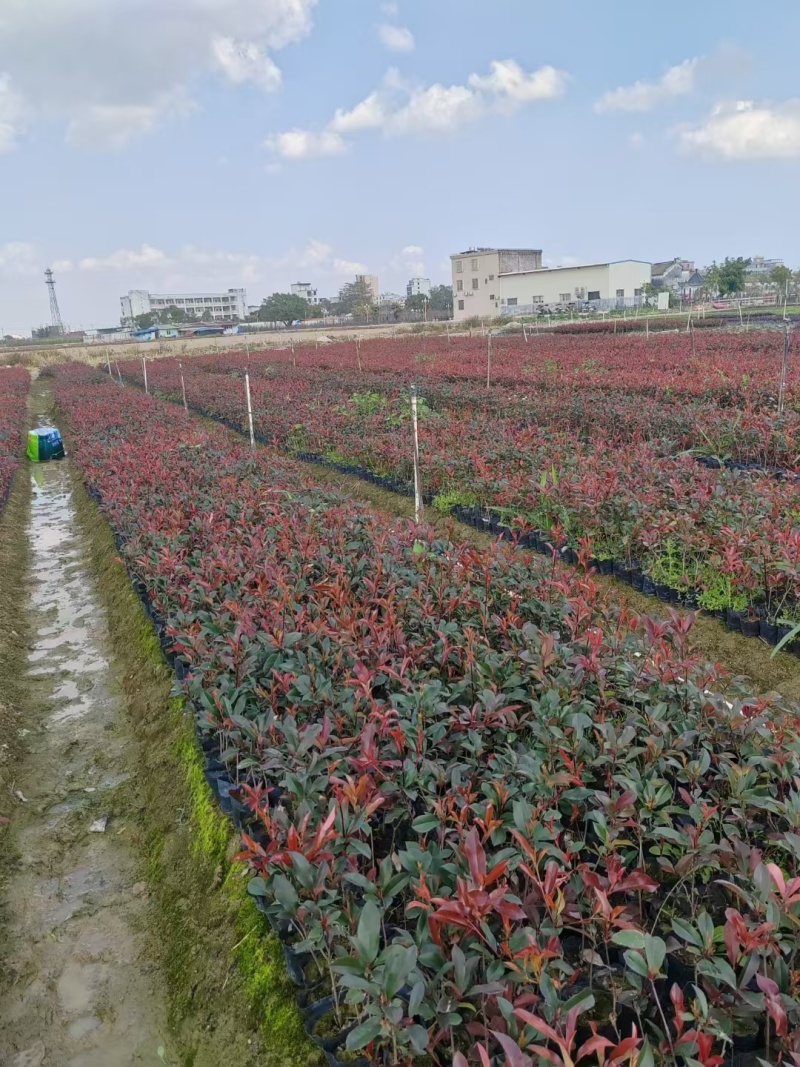 苗场大量供应红叶石楠小苗20-40高