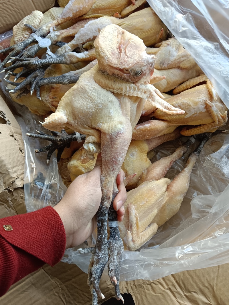 低价出售一级麻母冻品1.9-2.5斤的，需要的老板来聊