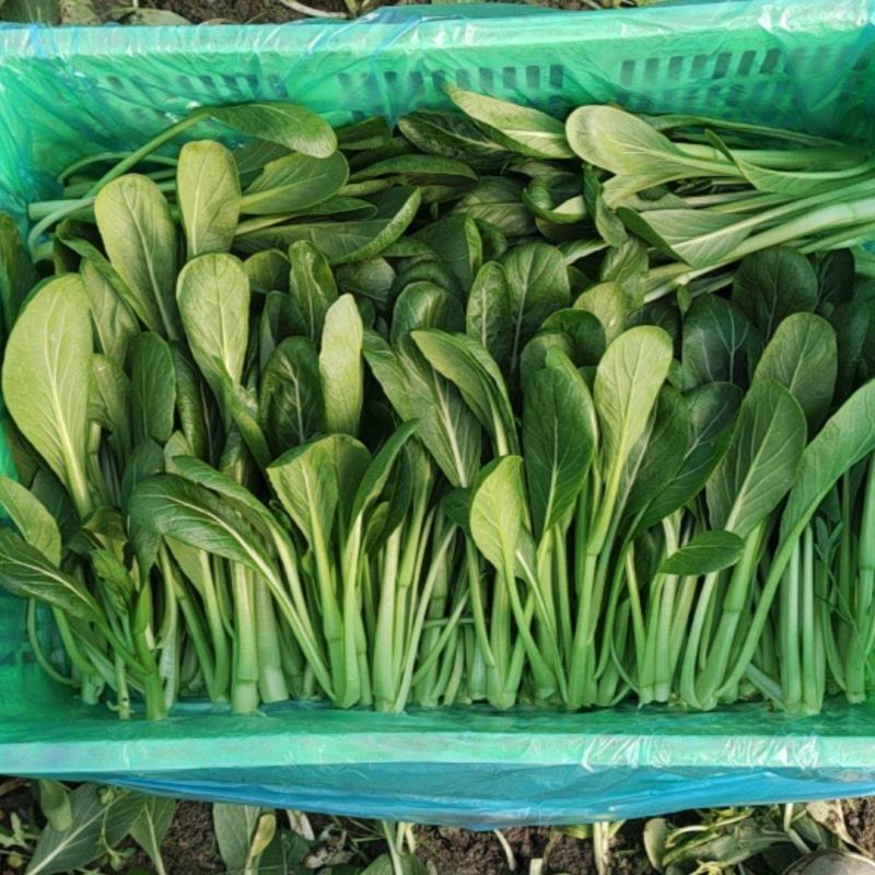 精品广东菜心