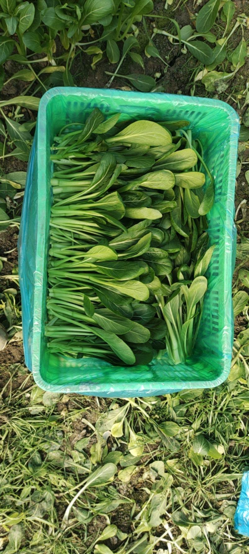 精品广东菜心