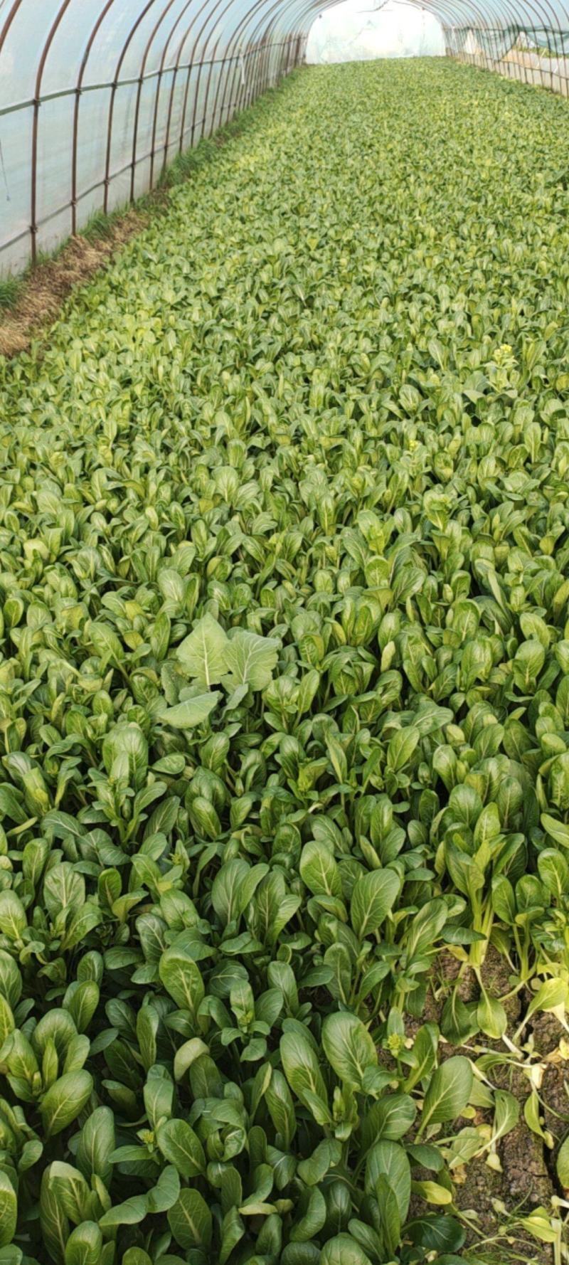 精品广东菜心