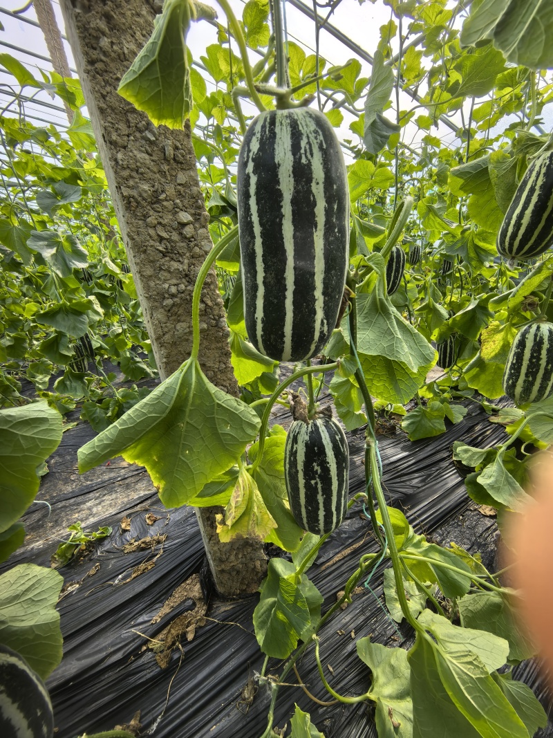 博洋九号甜瓜口感好糖度高对接各大平台保质保量欢迎洽谈