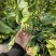 花蕾花美人甜瓜脆度高糖度高一件代发商超需要联系